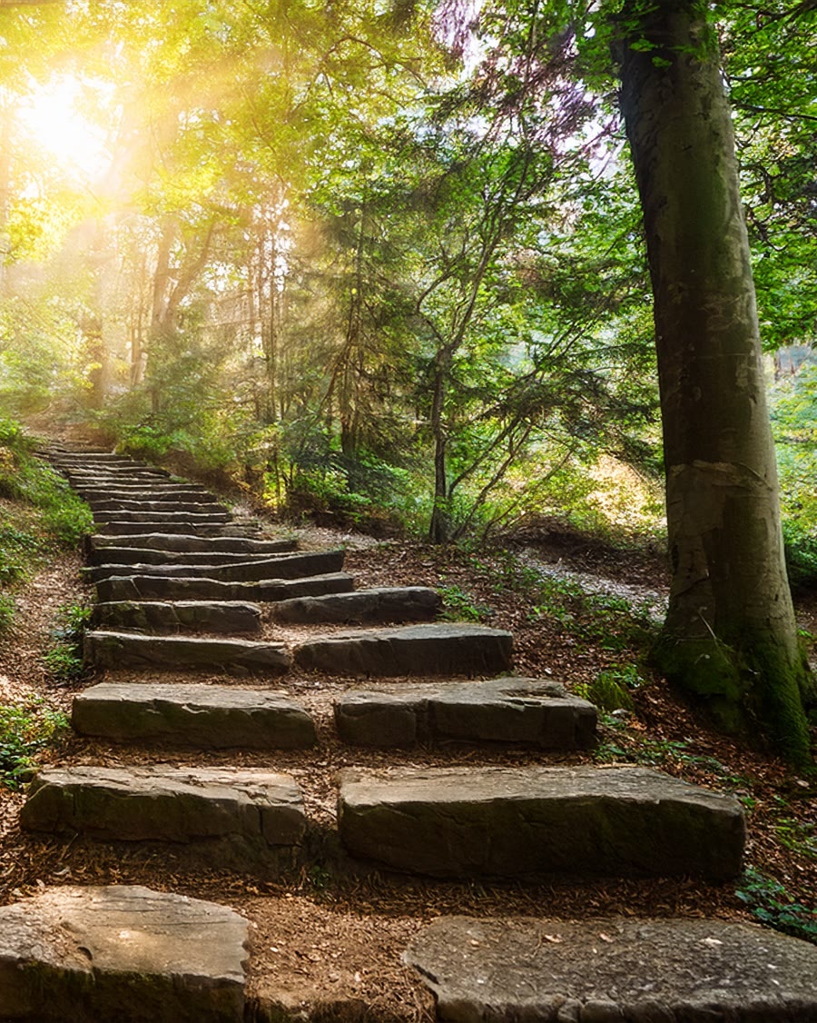 Stone steps climbing a wooded path toward morning sunlight